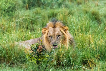 Lion in Welgevonden Game Reserve