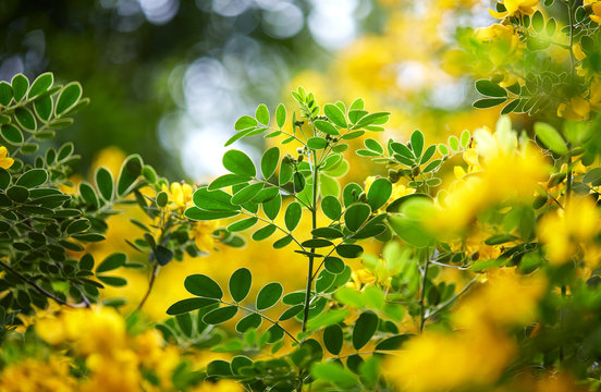 Lovely yellow flowers and plant leaves, closeup
