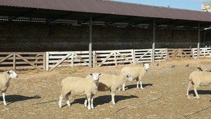 White woolen sheep standing, staring and going on a big farm in summer in slo-mo 