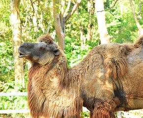 The Camel on the Open Zoo