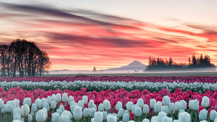 a tulip field under a pink sunrise with a mountain in the background