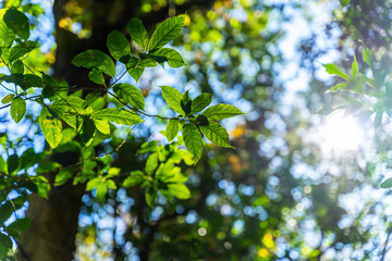 Green leaves bokeh blurred background