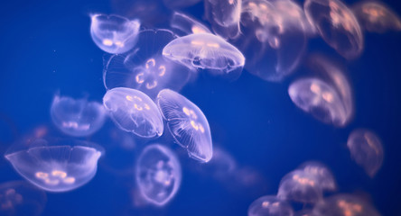 jellyfish in background