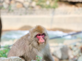 Japan Nagano Snow monkey park