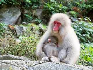 Naklejka na ściany i meble Japan Nagano Snow monkey park