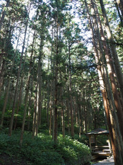 Japan Nagano Snow monkey park