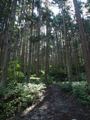 Obraz premium Japan Nagano Snow monkey park