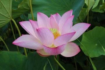 花　蓮　夏　古代ハス　茨城