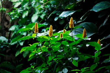 Amaneciendo entre flores 