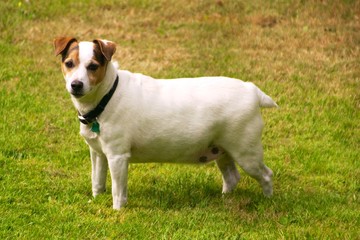 Jack Russell Terrier