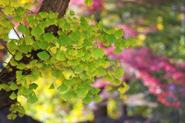 色付き始めたイチョウの葉
