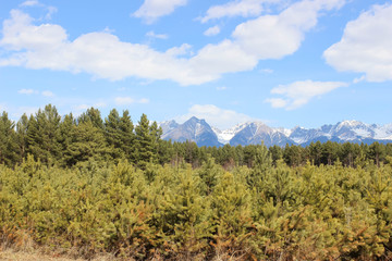 Fototapeta na wymiar Pines in the mountains .