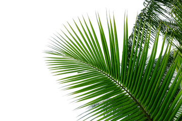 coconut palm leaves on white background