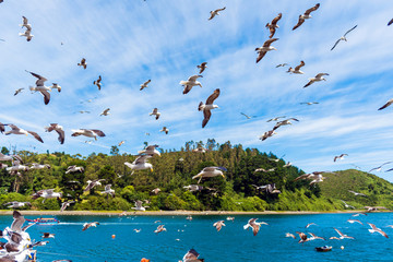 Naklejka premium Grupa mew na niebie, Puerto Montt, Chile. Z selektywną ostrością.