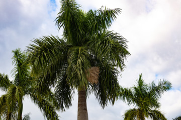 palm tree and blue sky