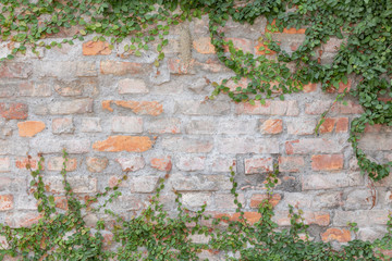 Fototapety  煉瓦塀