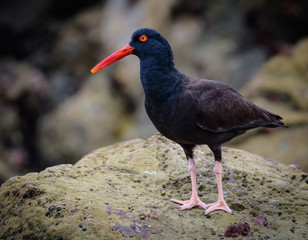 Oystercatcher forages for food on a rocky shore