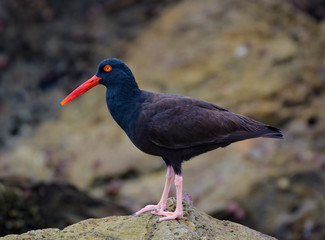 Oystercatcher foraging rocky shore for food