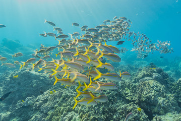 School of tropical fish by coral reef