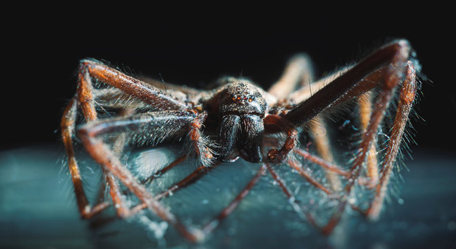 extreme close up of a scary spider
