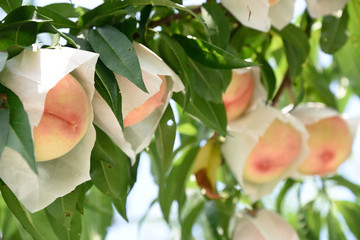 桃　農園　桃畑