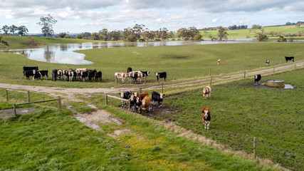 cows in the paddock