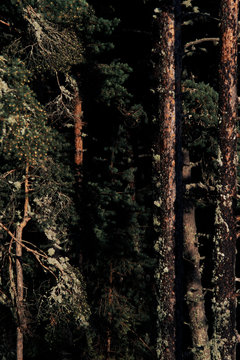 Evergreen trees in woods