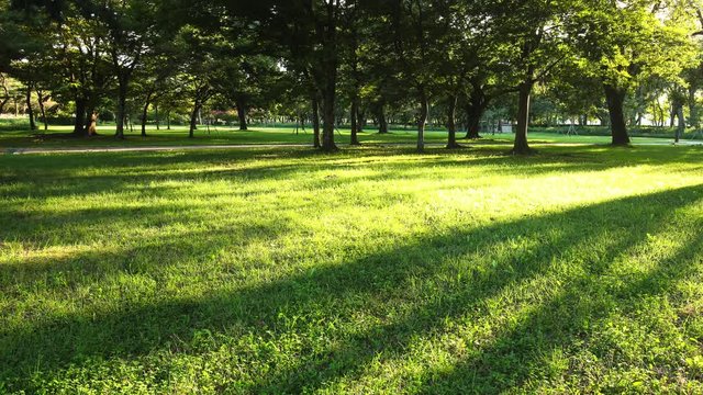 Timelapse view of greensward and trees Orung park with beautiful sunlight in Gyeongju South Korea heritage