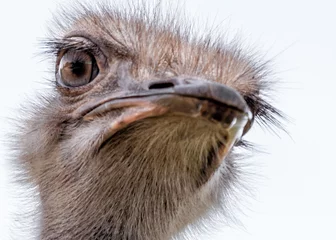Wandcirkels aluminium close up of head of a ostrich © RICHARD