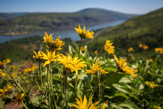 Arrowleaf Balsamroot sits high above the Columbia River