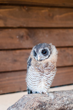 Cute owlet perching on a post