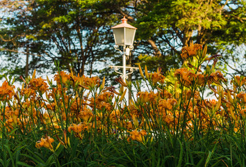 lantern in the garden