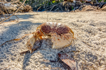 crab it