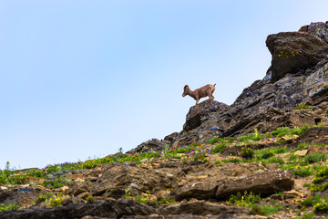 Big Horned Sheep on a mountain slope among wildflowers