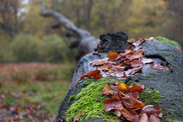 Selective focus of a fallen tree in a wood covered by moss and fallen leaves