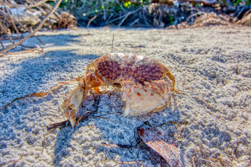 Crabbing it