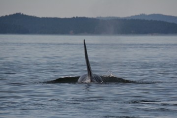 Fototapeta premium Onyx L87 endangered male killer whale, Swanson Channel BC