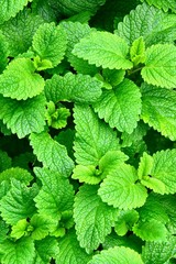 Lemon Balm, Vancouver BC