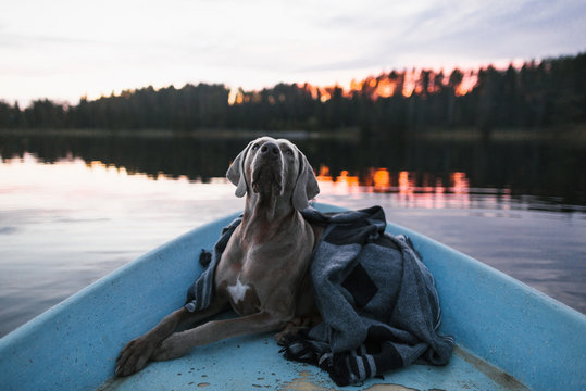 A dog in the boat