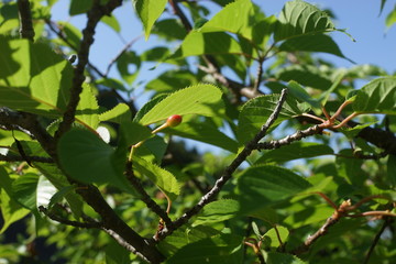 桜の葉　初夏　さくらんぼ　実　枝　果実