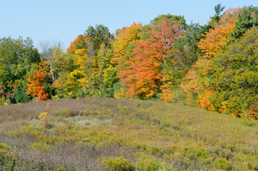 Fall's colorful trees