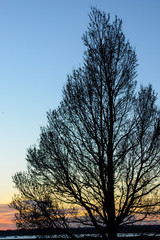Sunset Tree