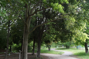 緑豊かな公園　木々　初夏　散歩