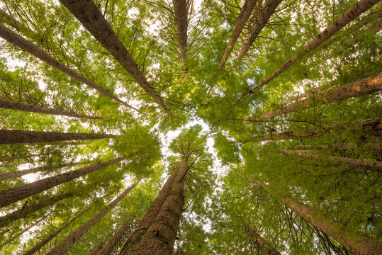 California Redwoods