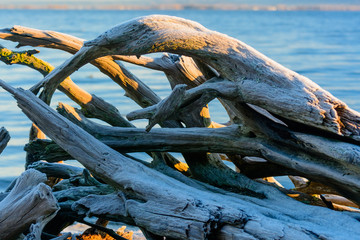 Driftwood