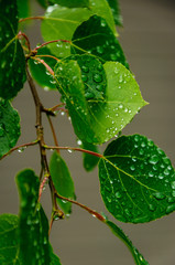 Leaves and Rain