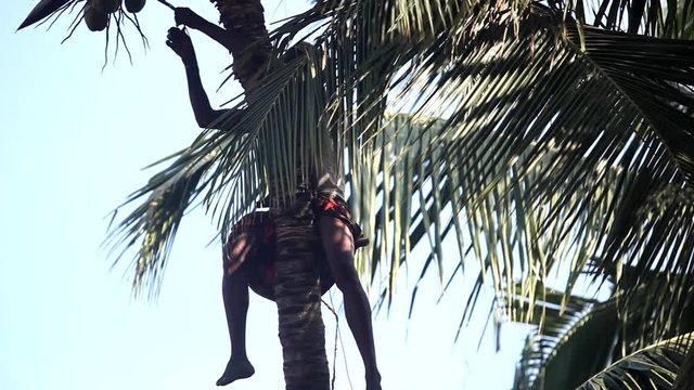 worker pulls up bunch of coconuts and cuts with machetes