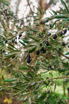 wild olive harvest in autumn