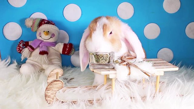 Snow winter snowman sled pet animal rabbit lop christmas bunny kit