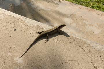 lizard